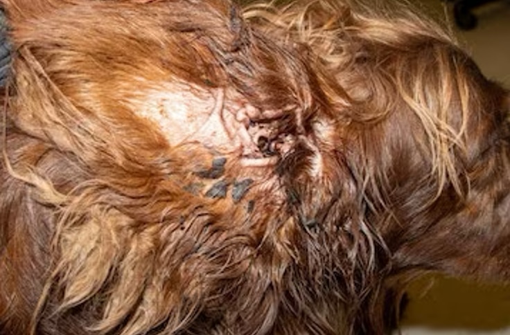 Dog ear outlet bacterial infection treatment